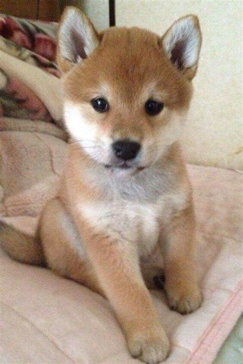 The most common shiba inu baby material is fleece. Shiba inu | Cute animals, Baby animals, Cute dogs