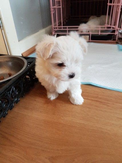 Browse thru our id verified puppy for sale listings to find your perfect puppy in your area. Maltese Puppies For Sale | Dallas, TX #208193 | Petzlover
