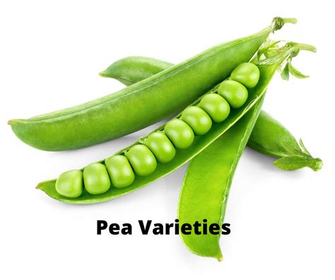 Pea Varieties That Are Easy To Grow Vegetable Gardening