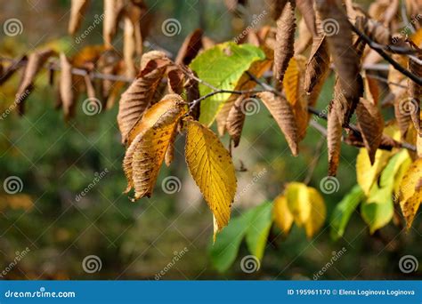 Leaves Of Yellowing Tree Royalty Free Stock Image