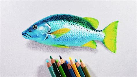 How about a really easy lesson on another animal that lives in the sea, instead of on the land. How to draw a fish - Prismacolor colored pencils tutorial ...