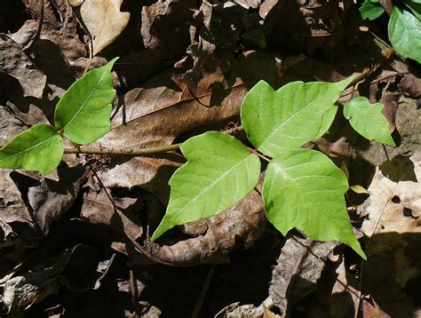 12 Most Effective Home Remedies For Poison Ivy The Avocado Cookbook