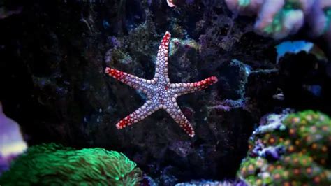 What Do Starfish Eat Feeding And Diet For Types Of Species