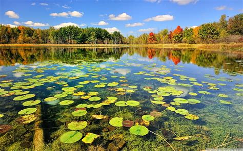 Hd Wallpaper Water Landscapes Nature Trees Autumn Forest Lakes Lily
