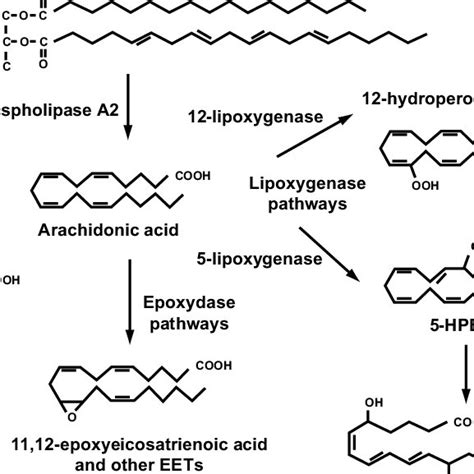 General Pathways Of Arachidonic Acid Metabolism Download Scientific