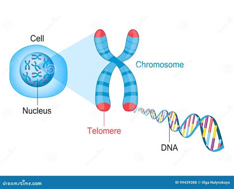 Χρωμόσωμα Telomere και Dna διανυσματική απεικόνιση εικονογραφία από Bipeds 99439388