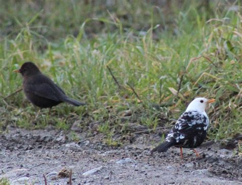 Extraordinary White Blackbird Photographed In Offaly Offaly Live
