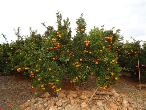 Canarias En El Siglo 21 Naranjos En Flor