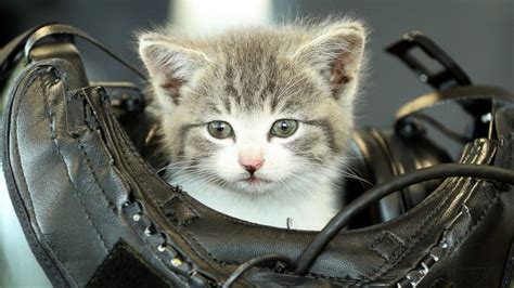 Kitten Survives 300 Mile Long Journey Hiding Inside Bumper Of Car Abc News