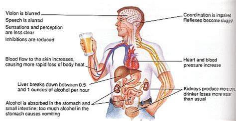 How Long Does Alcohol Stay In The Body Or System