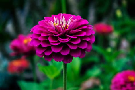 1000 Beautiful Beautiful Flowers Photos · Pexels · Free Stock Photos