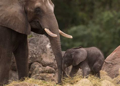 Cute Alert New Baby Elephant Welcomed At Disneys Animal Kingdom The