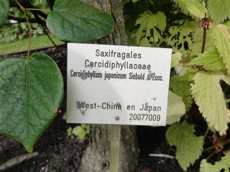 Cercidiphyllum Japonicum Katsoeraboom Koekjesboom Katsura Tree