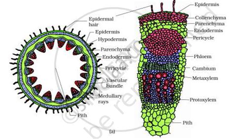 Cut A Transverse Section Of Young Stem Of A Plant From