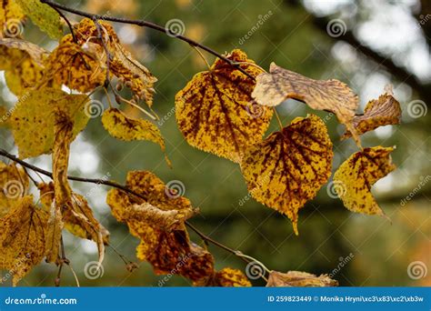 Passing Away Autumn Leaves on the Tree Stock Image - Image of autumn