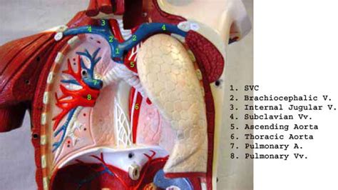 Torso Model Organs Labeled
