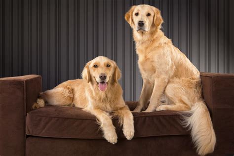 We provide high quality styling services for your pup. Pet grooming in chennai, best pet grooming in chennai, pet ...