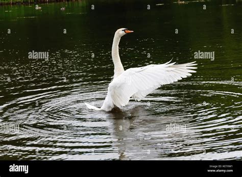 Adult Mute Swan Cygnus Olor In The Wild Rising From The Surface Of A
