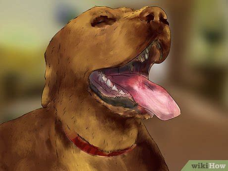 How does someone know when female guppies are about to give birth? 3 Ways to Know when a Dog Is Done Giving Birth - wikiHow