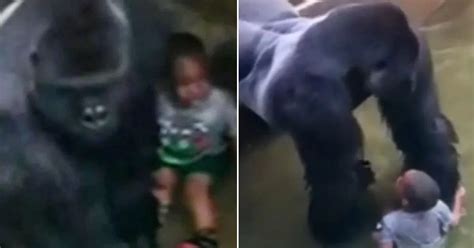 Astonishing New Footage Shows Gorilla Protecting Boy And Holding His