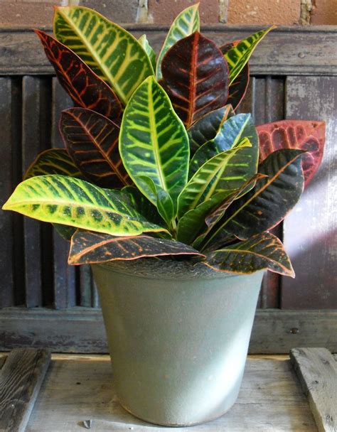 Maybe you would like to learn more about one of these? Ideas Tropical Indoor Plants - http://www.1sthomedecor.com ...