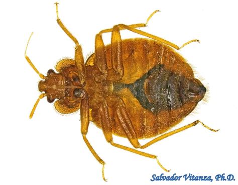 Hemiptera Heteroptera Cimicidae Cimex Lectularius Common Bed Bug K