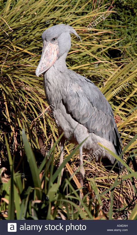 Shoebill Balaeniceps Rex Stock Photo Alamy