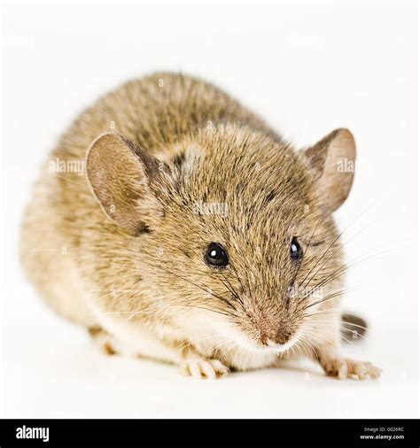 House Mouse Mus Musculus Stock Photo Alamy