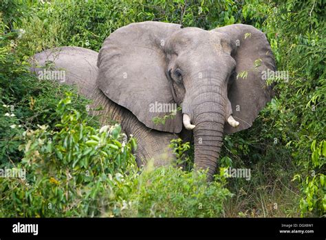 African Elephant Loxodonta Africana Bull During Musth Or Must