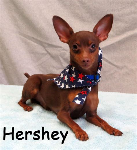 Adopt Hershey On Petfinder Mini Doberman Miniature Pinscher