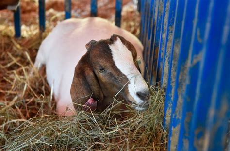 Goat Farming Is Gaining Popularity In Lancaster County
