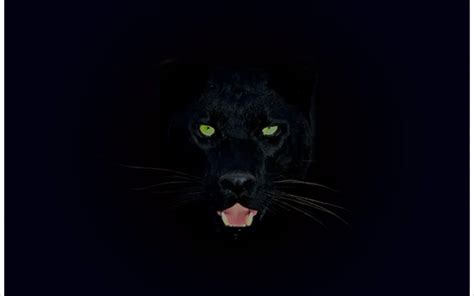 Baby Black Panther Wallpapers Top Free Baby Black Panther Backgrounds