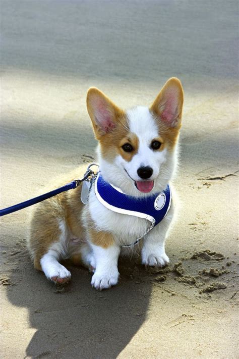 Corgi Puppies Corgi Puppy Breed Facts Types And How To Get A Puppy