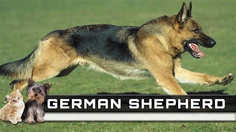 🐕 German Shepherd Dog Breed Overview Facts Traits And Price Youtube