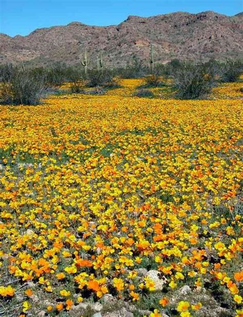 Arizona Desert Flowers Blooming Flowers In Bloom Arizona Arizona