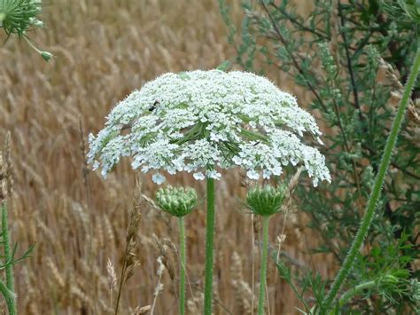 Beware The Giant Hogweed The Homestead Survival
