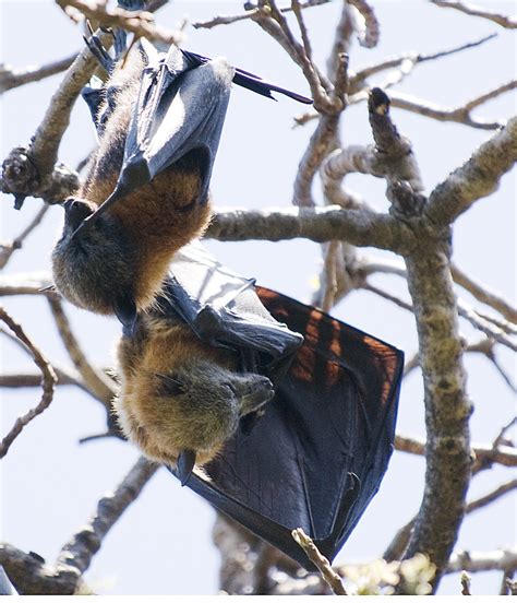 Grey Headed Flying Fox Pteropus Poliocephalus Sydney0727 Flickr