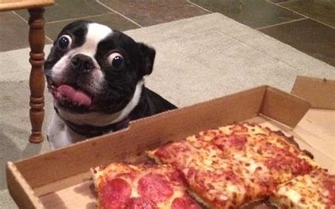 15 Funny Animals Who Just Want To Eat Your Food