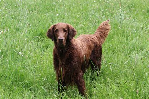 Flat Coated Retriever Dog Breed Characteristics And Care