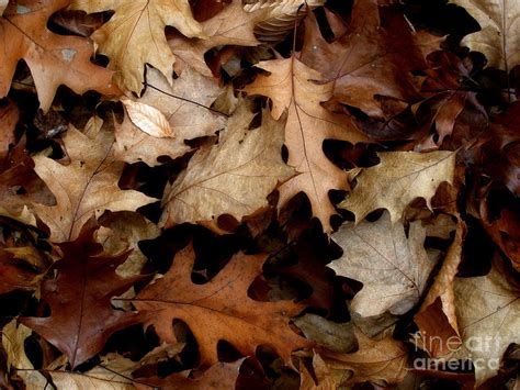 Forest Floor Autumn Brown Photograph By Angie Rea