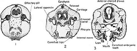 A Series Of Cross Section Of Frog Embryo With Complete Labels Download Scientific Diagram