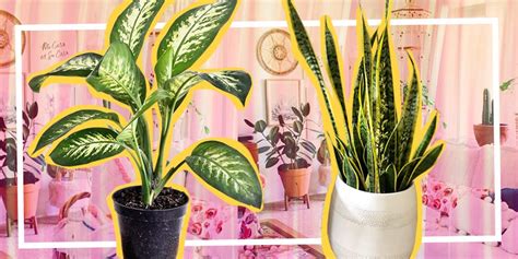 Beli tanaman bunga hidup online berkualitas dengan harga murah terbaru 2021 di tokopedia! Jangan Lewatkan! 38+ Tanaman Bunga Yang Bisa Hidup Di ...