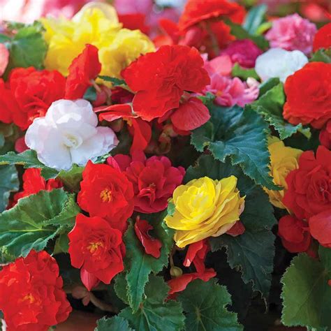 Begonia Non Stop Van Meuwen