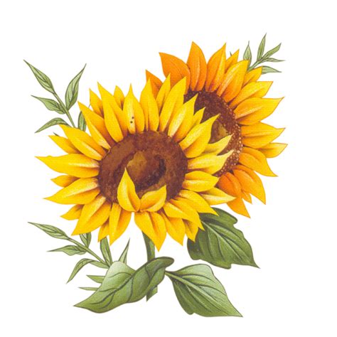 Sunflower Vector Png At Df0