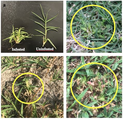 Biology And Management Of Bermudagrass Mite Land Grant Press