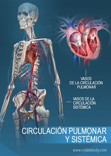 Circulación Pulmonar Y Circulación Sistémica