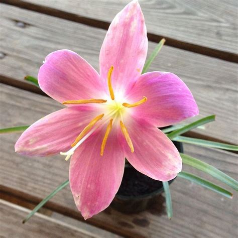 4 In Pink Rain Lily Potted Bogmarginal Pond Plant Bp Pink Rain Lily