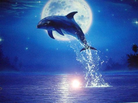 Christian Lassen Dolphin Art Marine Life Art Dolphin Wall Art