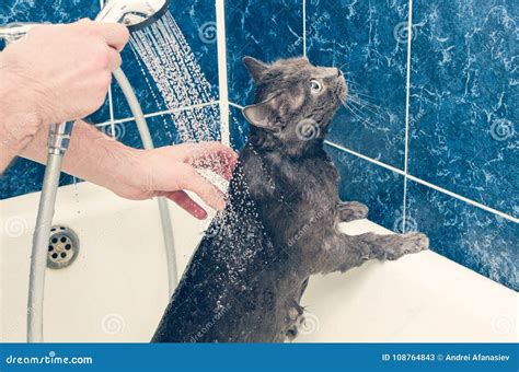 Bathing A Gray Cat In The Bathroom Stock Image Image Of Angry Shower