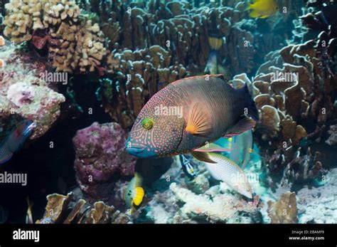 Tripletail Wrasse Cheilinus Trilobatus Andaman Sea Thailand Stock